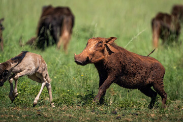 A striking wildlife photograph capturing a territorial display of aggression as a warthog forcefully asserts dominance over a very small baby wildebeest lying in the grass.