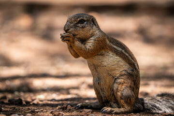 Eye-level close-up photograph of a ground squirrel eating, showcasing its small paws holding the food. The details of its fur and whiskers are clearly visible. Taken during a safari game drive
