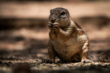 Eye-level close-up photograph of a ground squirrel eating, showcasing its small paws holding the food. The details of its fur and whiskers are clearly visible. Taken during a safari game drive