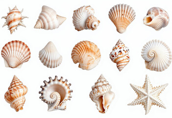 Collection set of seashells isolated on transparent or white background