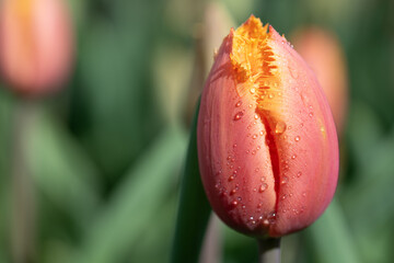 Close-up of an orange tulip flower blooming in spring. Drops sit on the petals. The background is...