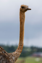 A striking close-up of an ostrich showcasing its long neck and distinctive facial features. The...