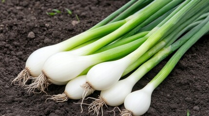 Freshly harvested onions with long green stems rest gently on the soil showcasing their organic quality against a softly blurred backdrop of foliage perfect for conveying a farm-to-table concept