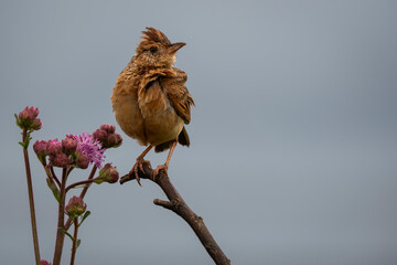 A small brown bird perched on a branch, ruffling its feathers and calling out to attract a mate in...