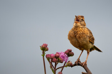 A small brown bird perched on a branch, ruffling its feathers and calling out to attract a mate in...