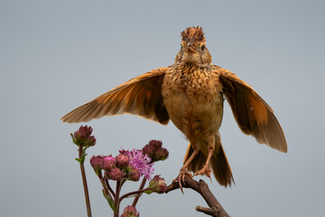 A small brown bird perched on a branch, ruffling its feathers and calling out to attract a mate in the wild. Taken during an African Safari Game Drive.
