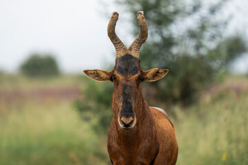 A striking Roan Hartebeest antelope stands in the African wilderness, its powerful frame and curved horns on full display. Captured during a safari game drive, this image highlights its natural habita