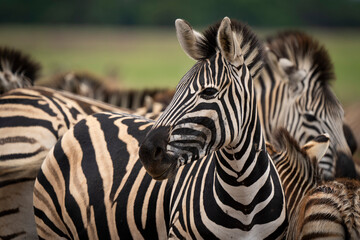 Fototapeta premium A zebra stands proudly in the wild, surrounded by the vast African bushveld. Captured during a safari game drive, the scene showcases the natural beauty and solitude of this iconic animal in its habit