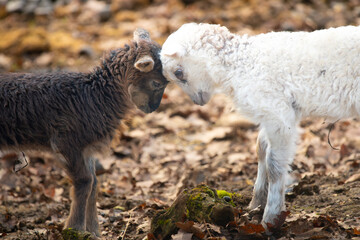 Lambs at play