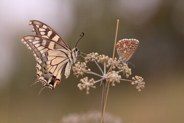 una farfalla macaone su un fiore in un campo