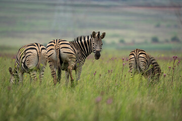 Fototapeta premium A zebra stands proudly in the wild, surrounded by the vast African bushveld. Captured during a safari game drive, the scene showcases the natural beauty and solitude of this iconic animal in its habit