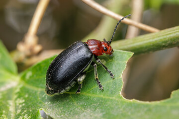 Beetle (Cacoscelis nigripennis) eating a passion fruit leaf.