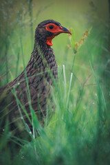 Obraz premium Pheasant with a striking red head standing alert in its natural habitat. Captured in rich detail, highlighting its vibrant plumage. Taken during an African Safari Game Drive.