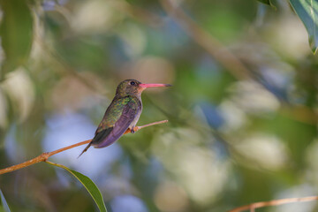 Gilded sapphire hummingbird (Hylocharis chrysura) perched on a branch.