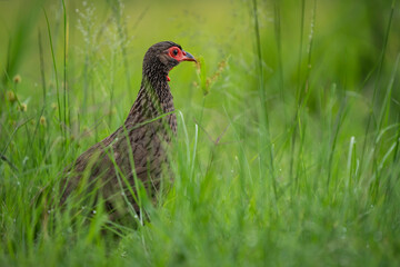 Pheasant with a striking red head standing alert in its natural habitat. Captured in rich detail, highlighting its vibrant plumage. Taken during an African Safari Game Drive.
