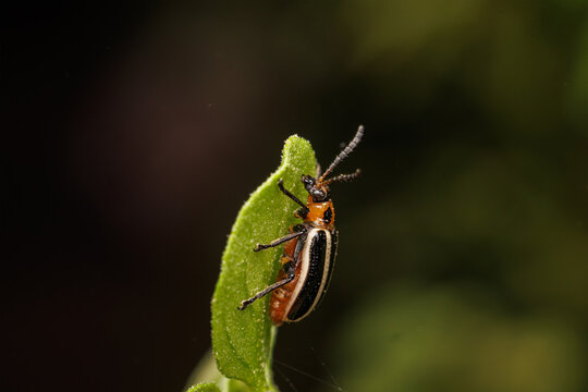 Lema bilineata is a beetle that feeds on the leaves of solanaceous plants, both wild and cultivated. It is a pest that can affect tobacco, potato and other crops.