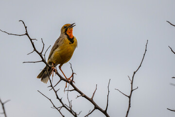 A small bird perched on a tree branch, attentively observing its surroundings. Taken during an African Safari Game Drive.