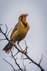 A small bird perched on a tree branch, attentively observing its surroundings. Taken during an African Safari Game Drive.