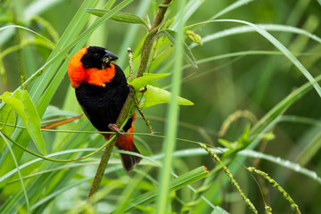 A small bird perched on a tree branch, attentively observing its surroundings. Taken during an African Safari Game Drive.