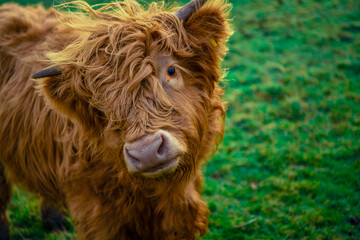 Close-up of a fluffy brown cow with long hair