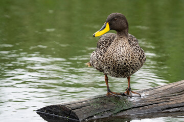 Egyptian Goose perched on a floating log in a river, preening its feathers. Captured in natural light, showcasing its plumage and the calm waters. Taken during an African Safari Game Drive.