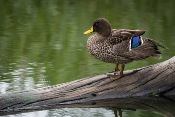 Egyptian Goose perched on a floating log in a river, preening its feathers. Captured in natural light, showcasing its plumage and the calm waters. Taken during an African Safari Game Drive.