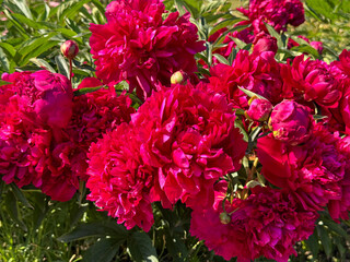 Gorgeous Peonies flowers bright pink blooms.