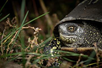 A European pond turtle peeks out of its shell