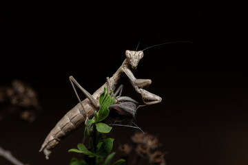 Praying mantis ameles decolor sits on a green branch