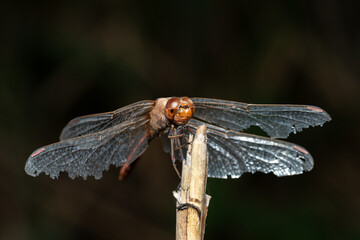 A red male dragonfly (Sympetrum vulgatum) sits on a reed