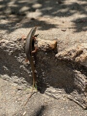 sunbathing lizard 