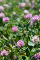 Red clover flowers