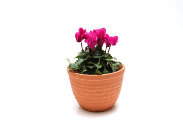 白背景の植木鉢に植えたガーデンシクラメン