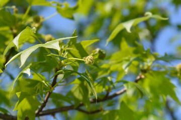 Obraz premium American sweetgum branch with flower