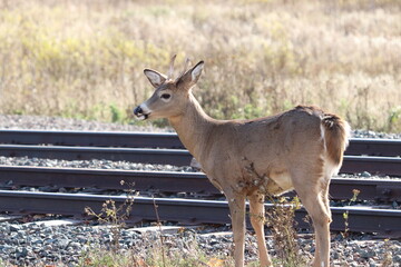 Young deer family on the railroad tracks in Two Harbors, Minnesota. 