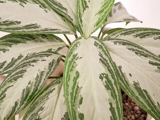 Chinese evergreen plant. Aglaonema commutatum