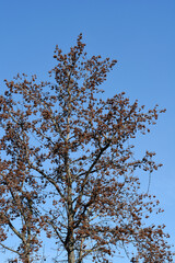 American sweetgum tree in the winter