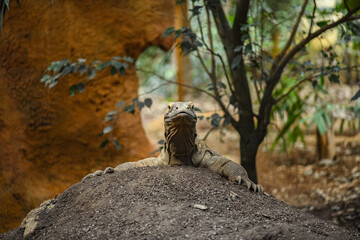 Portrait of a Komodo dragon at the zoo