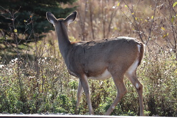 Young deer family on the railroad tracks in Two Harbors, Minnesota. 
