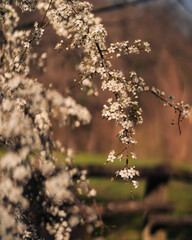 Blossoming tree in spring with white flowers