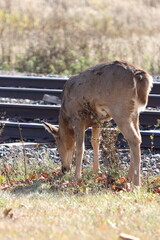Young deer family on the railroad tracks in Two Harbors, Minnesota. 