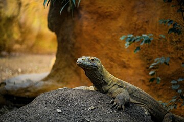 Closeup on a Komodo dragon at the zoo