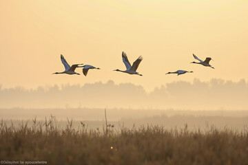 Cranes flying in formation over misty wetland at dawn