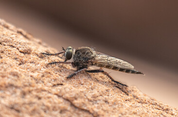 Asilinae Insects in their Natural Habitat: Nature's Aerial Predators