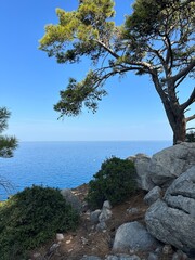 tree on the beach