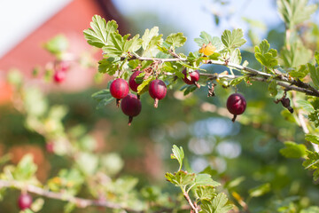 Ripe red gooseberry on a branch. Summer berry harvest