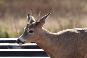 Young deer family on the railroad tracks in Two Harbors, Minnesota. 