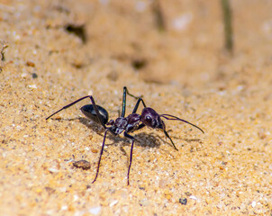 Cataglyphis Bicolor, an Insect on the Move