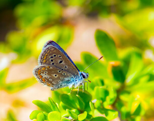 Common blue butterfly on a green leaf.