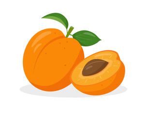 Fresh apricots fruits. Whole and half Apricot. Organic apricot fruit for juice, smoothie or vitamin healthy food and dessert. Vector icon illustration isolated on white background.